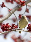 Ruby crowned Kinglet 3377